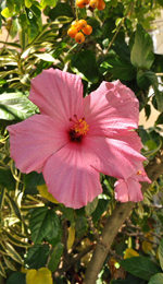 Home Page Image